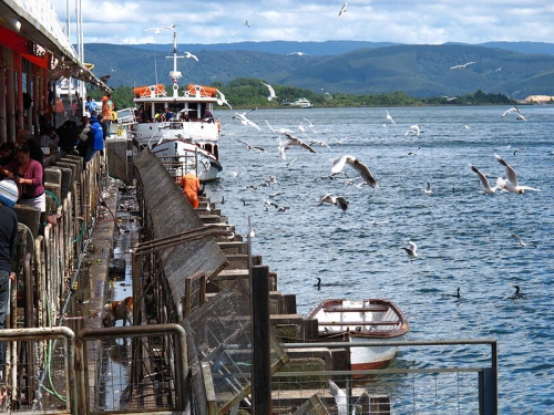 800px Feria Fluvial Valdivia